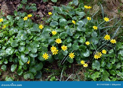 First Spring Yellow Flowers With 8 Petals And Green Shiny Round Leaves
