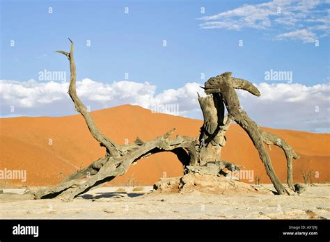 Dead Trees Between Dunes In The Namib Desert Deadvlei Namibia Africa
