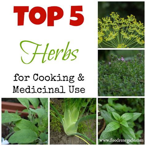top 5 herbs to grow for cooking and medicinal use food renegade herbs medicinal herbs