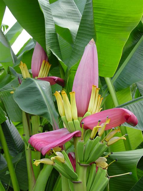 Pink Serpent Banana Tree Musa Ornata Urban Perennials