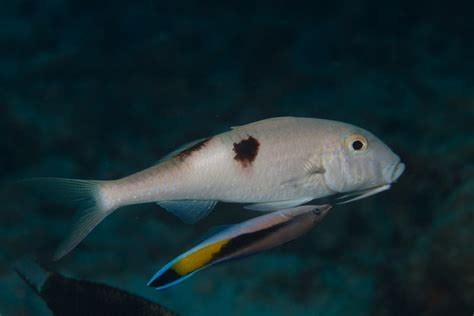 Sidespot Goatfish Reef Fish Of The Hawaiian Islands · Inaturalist