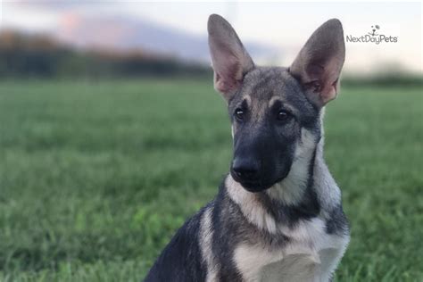 Isabella German Shepherd Puppy For Sale Near Springfield Missouri