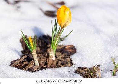 394 Crocus In Snow Banner Royalty Free Photos And Stock Images