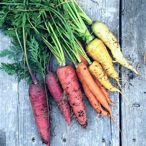 Quick And Easy Ways To Store Your Carrots Until Spring Shifting Roots