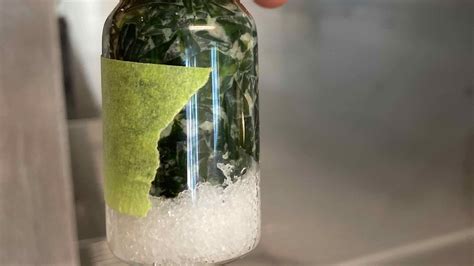 Fermenting Seaweed To Taste Like Anchovies Part 1 Controlled Mold