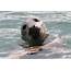Murfs Wildlife  Atlantic Grey Seals
