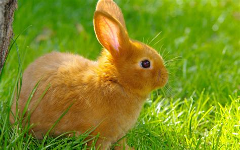 Rabbit Wallpapers High Quality Download Free