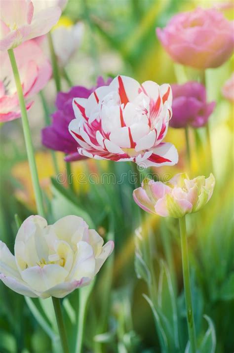 Mix Of Spring Tulips Flowers Mixed Color Tulips In Garden Stock Photo
