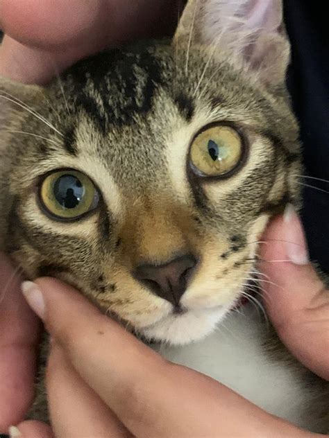Cats Eyes Dilated After Anesthesia Folly Blook Navigateur