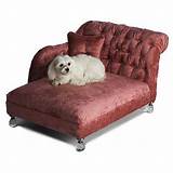Day Beds For Dogs Photos