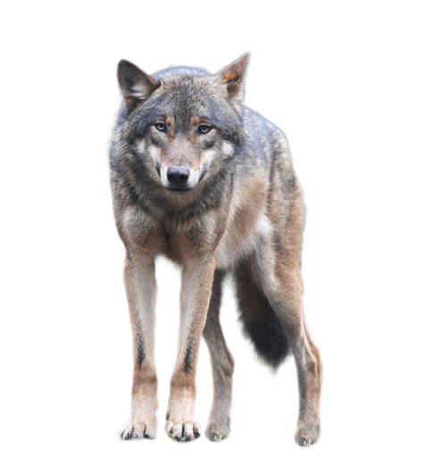 Wolves Png Wolf Png Image Free Picture Download To View The Full