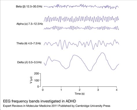Eeg Frequency Bands Investigated In Adhd In Quantitative Eeg