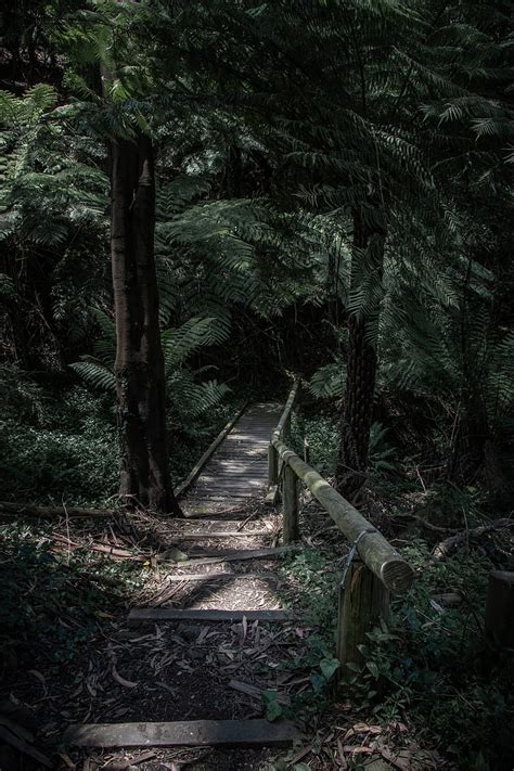 Forest Path Bridge Trees Fern Hd Phone Wallpaper Peakpx