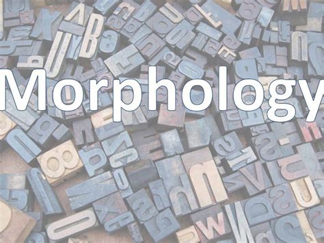 Grammar Morphology Introduction Teaching Resources