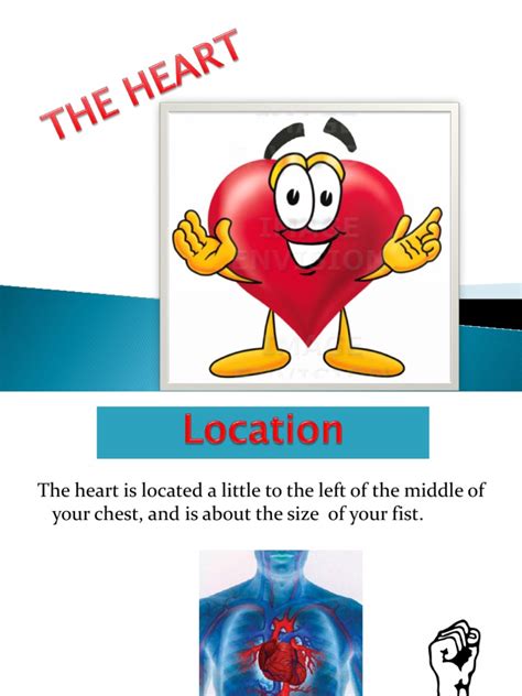 Powerpoint The Heart Heart Circulatory System