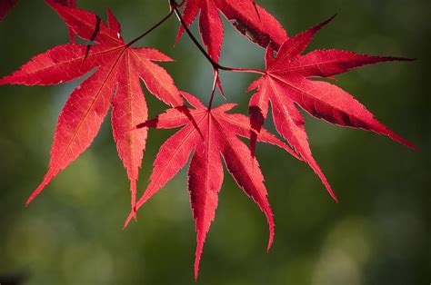 Red Japanese Maple Leafs Photograph By Chad Davis Pixels