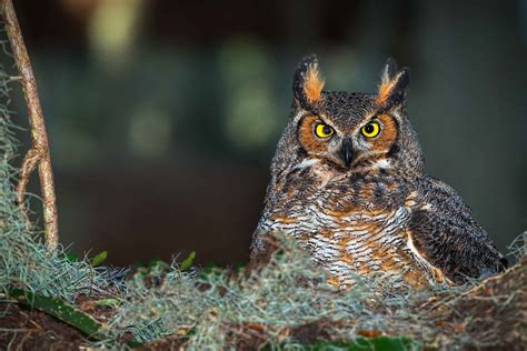 Nesting Great Horned Owl Stephen L Tabone Nature Photography