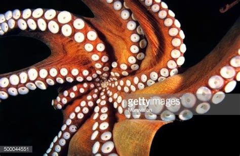Octopus Underside Octopus Common Octopus Clay Sculpture