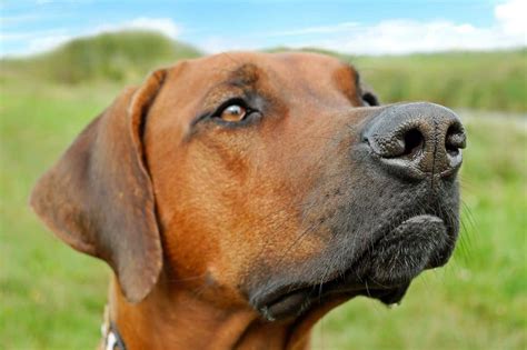 Top 10 Dog Breeds That Shed The Least Lens And Leash