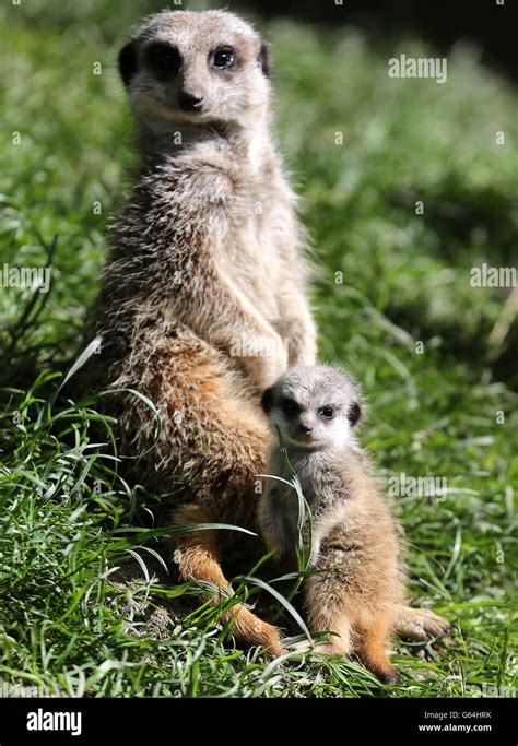 Four Week Old Meerkat Cub Monty With In His Mother In Their Enclosure