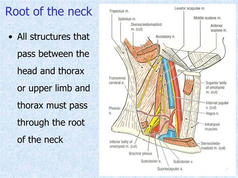 Ppt Triangles Of The Neck Powerpoint Presentation Free Download Id