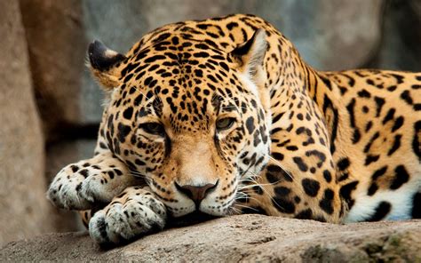 Images Jaguars Big Cats Whiskers Snout Glance Animals 1920x1200
