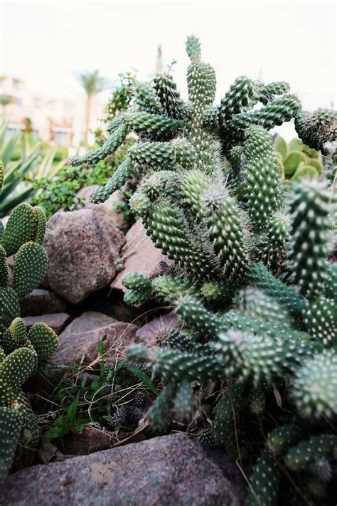 If provided with this, your bunny ear cactus may reward you with a few yellow flowers once it its ears will grow very long! Optunia microdasys, or the bunny ears cactus growing in ...