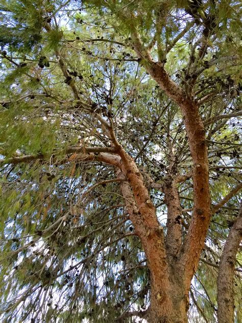 Pinus Eldarica Common Bonsaiconiferevergreen Leaves Afghan Pine