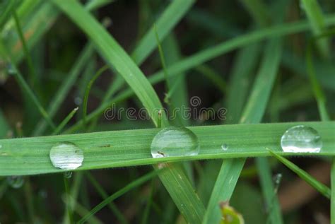 Three Drops Of Dew On Blade Of Green Grass In Meadow In The Morning