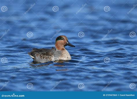 Male Green Winged Teal Duck Swimming On Lake Stock Image Image Of