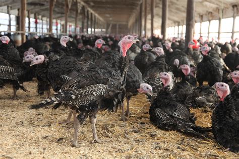 Calling Fowl How To Pick The Most Humane Turkey For Thanksgiving Grist