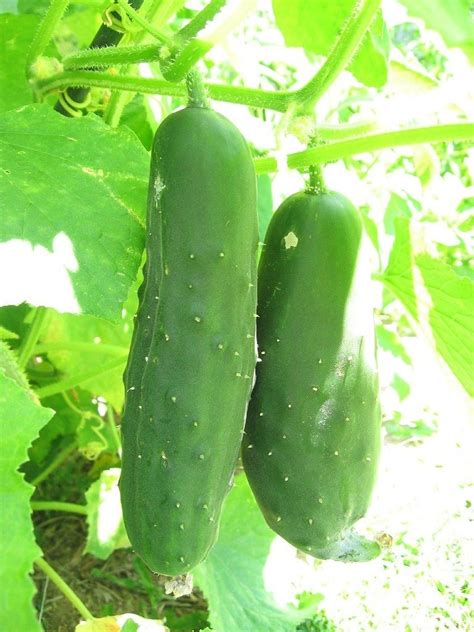 Tips For Growing Cucumbers How To Grow Cucumbers