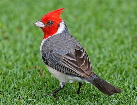 Red Crested Cardinal Backyard Birds Beautiful Birds