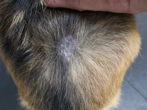 Home Remedy For Hot Spots German Shepherds Forum