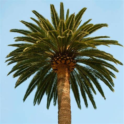 10 Fast Growing Palm Trees And Average Growth Rate