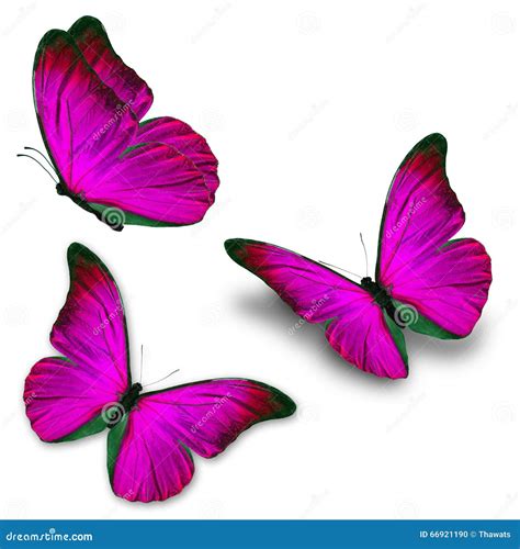 Three Pink Butterfly Stock Photo Image Of Colorful Animal 66921190