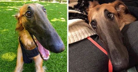 This Adorable Dog With An Extra Long Snoot Has The Internet Falling In