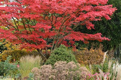 Image Japanese Maple Acer Palmatum Autumn Glory 501252 Images
