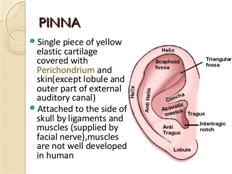 Auricular Cartilage Liberal Dictionary