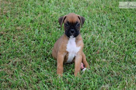 Timberline boxers offer akc boxer puppies that are raised in southeast kansas. Sadie: Boxer puppy for sale near Kansas City, Missouri. | 7a88150c-c601