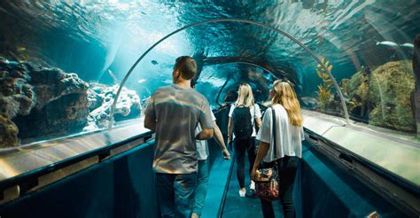 Kelly Tarltons Sea Life Aquarium Auckland Living Nomads Travel