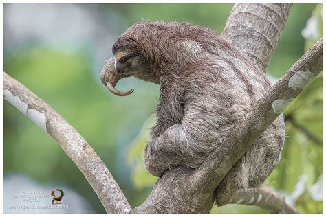 Featured Species Brown Throated Three Toed Sloth