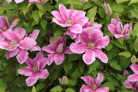 Clematis How To Plant And Care For Clematis Plants The Old Farmers