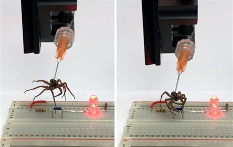necrobotic spiders scientists turn dead bodies into zombie robots r spiders