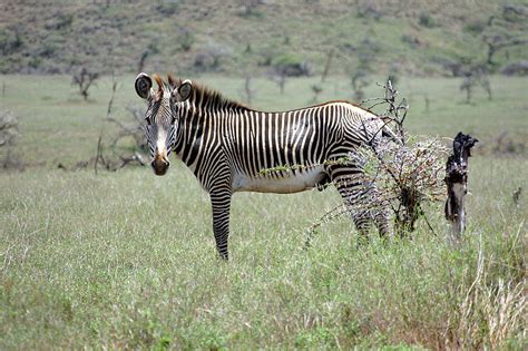 Reports on Save Endangered Zebras and Help Wild Dogs in Kenya
