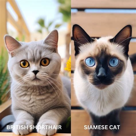 British Shorthair Cat Vs Siamese Breed A Detailed Comparison Of Two
