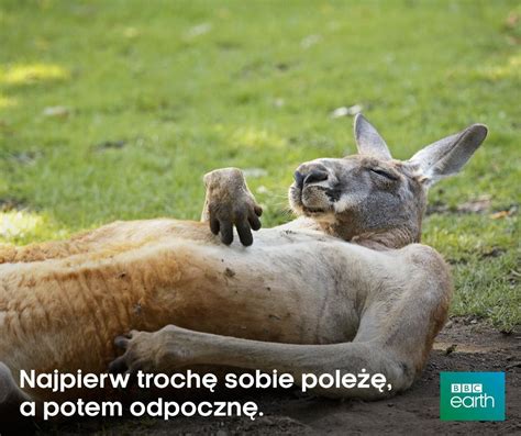 Find and follow posts tagged majówka on tumblr. BBC Polska on Twitter: "Plan na majówkę jest ;) #majówka # ...
