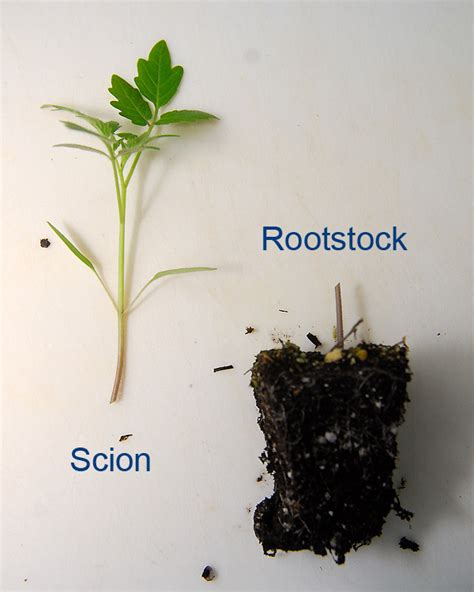 Use very clean, sterile instruments when making cuts. Grafting Heirloom Tomatoes: From Greenhouse to Garden ...