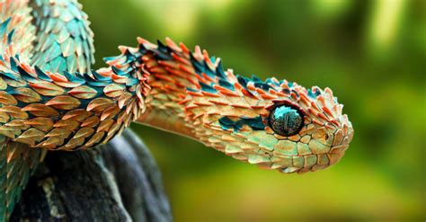 The Spiny Bush Viper Critter Science