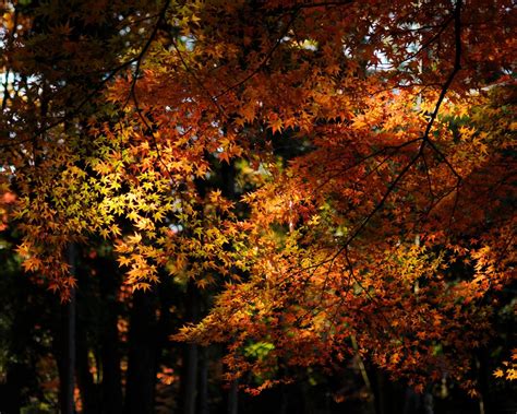 Maple Forest Autumn Landscape Widescreen Wallpaper Preview